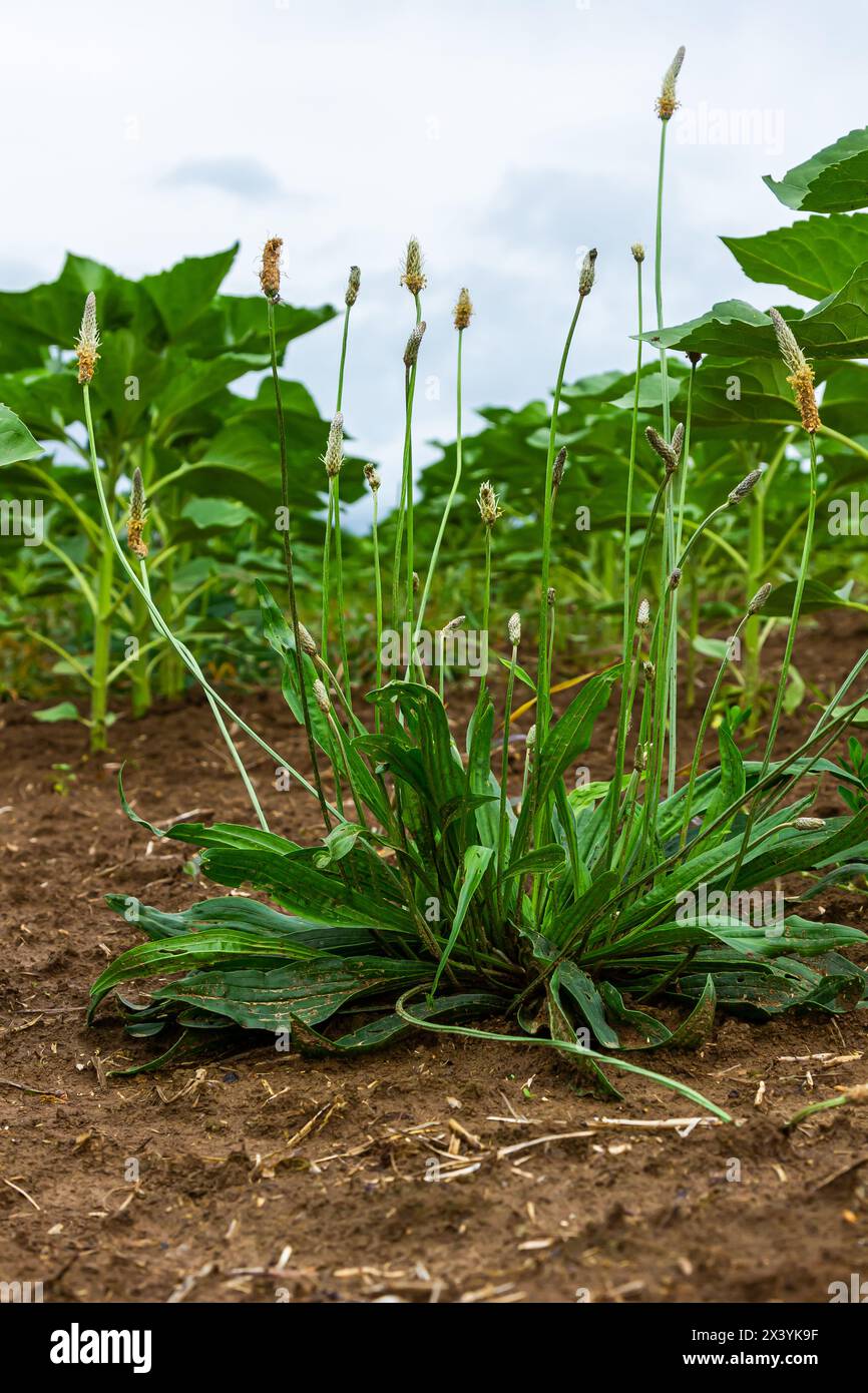 Ribwort plantain Plantago lanceolata. Piante medicinali in giardino. Foto Stock
