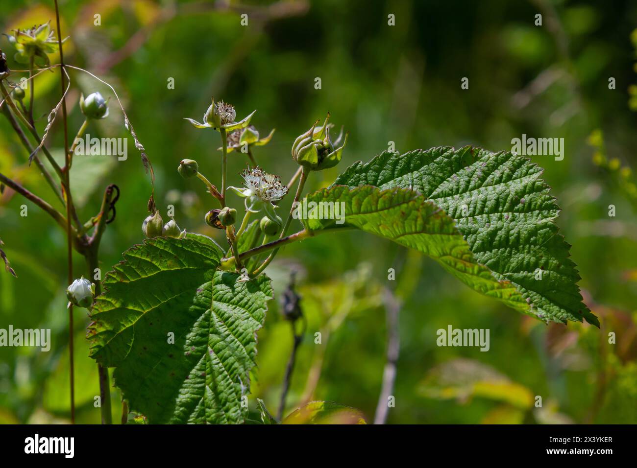 Fiore di mirtillo europeo Rubus caesius in estate. Foto Stock