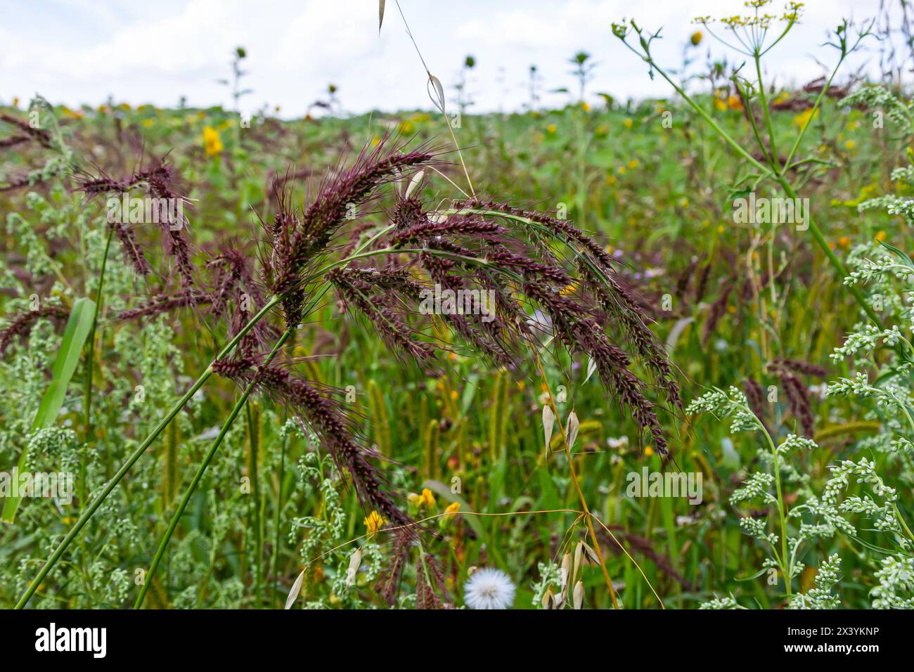 Nel campo, come erbacce tra le colture agricole crescono Echinochloa crus-galli. Foto Stock