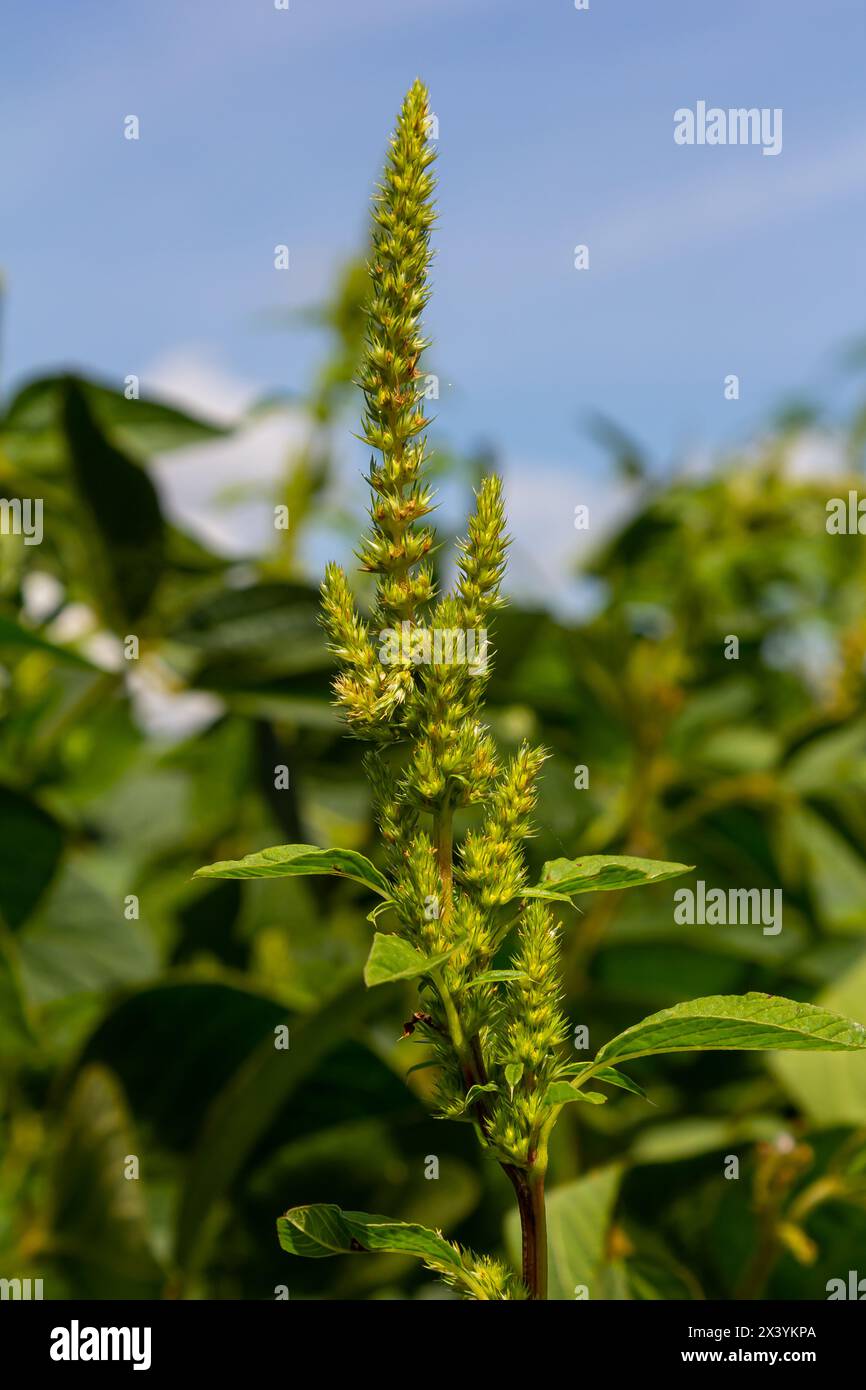 Amaranto verde Amaranthus hybridus in fiore. Pianta della famiglia delle Amaranthaceae che cresce come erba invasiva. Foto Stock