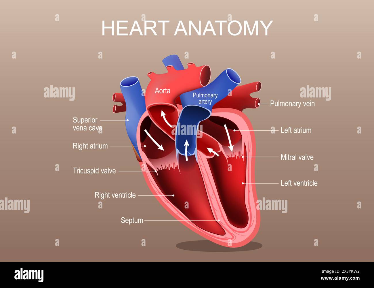 Anatomia del cuore. Parte del cuore umano. Poster vettoriale. Illustrazione piatta isometrica. Illustrazione Vettoriale