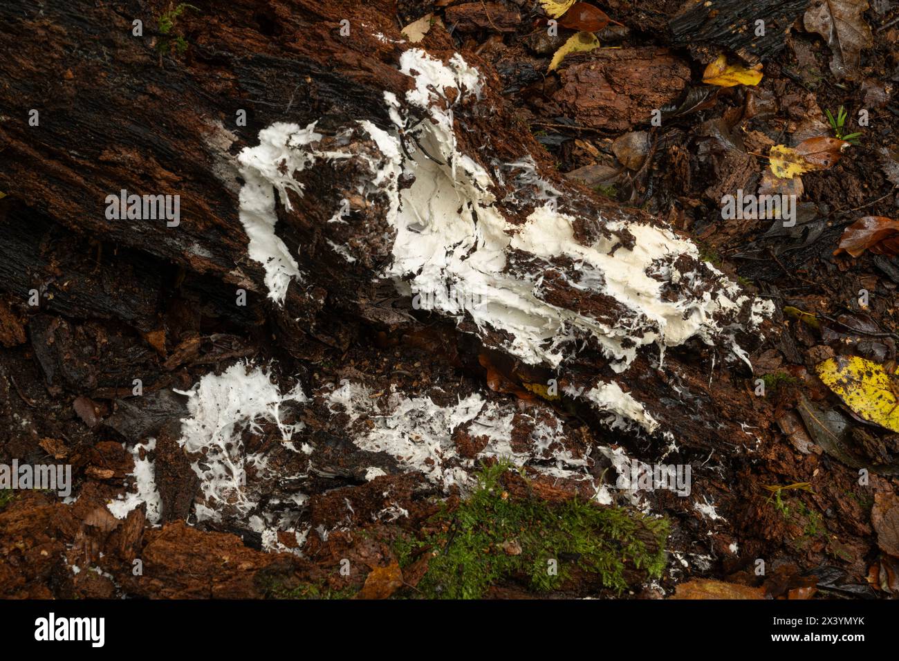Micelio fungino sul lato inferiore del tronco in putrefazione. Antico bosco temperato. Ebernoe, Sussex, novembre. Foto Stock