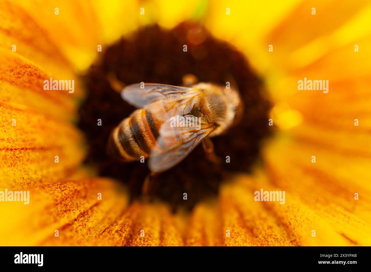 Vista ravvicinata e dettagliata di un'ape che impollina un girasole Foto Stock
