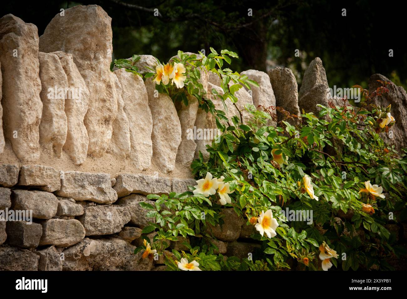 Le rose cadono su un antico muro dalle texture senza tempo, la Provenza, la Francia Foto Stock