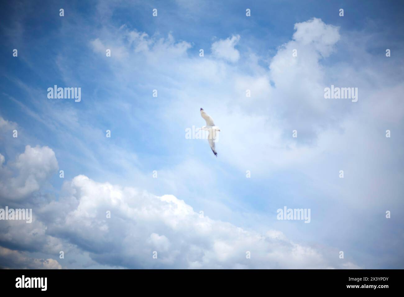 Il gabbiano si libra graziosamente contro il cielo blu punteggiato di nuvole. Foto Stock