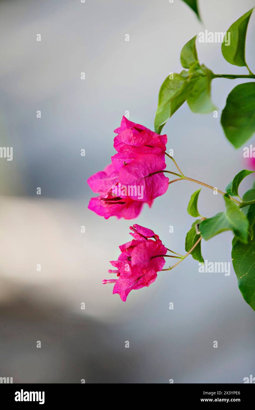 Le bouganville rosa brillante fioriscono su un morbido sfondo naturale. Foto Stock