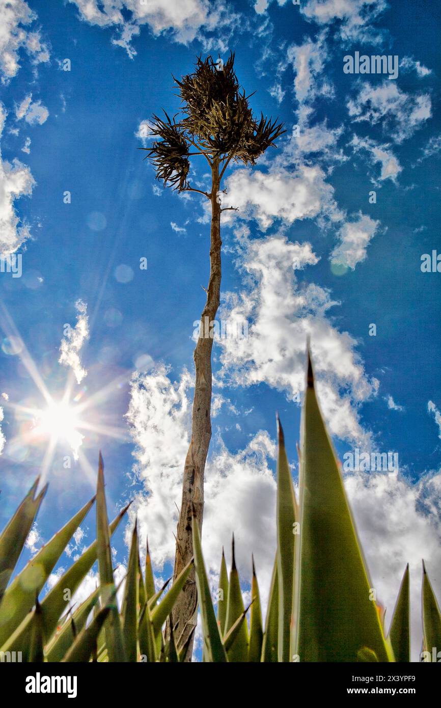 Il sole brilla intorno a un'alta yucca contro un cielo disseminato di nuvole. Foto Stock