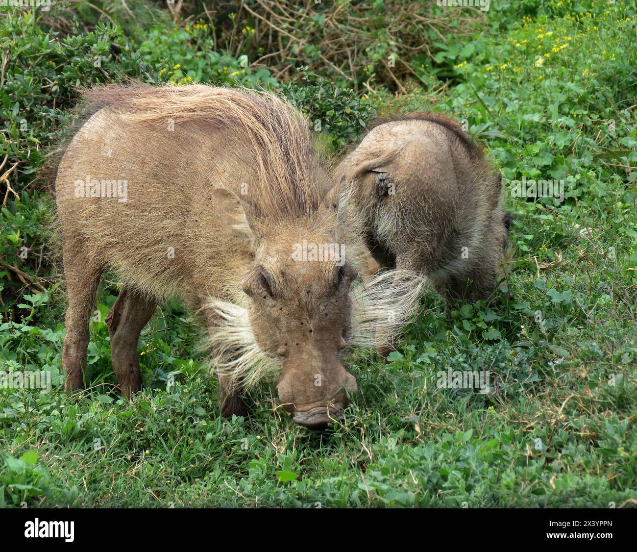 Bush Pig dell'Africa meridionale Foto Stock