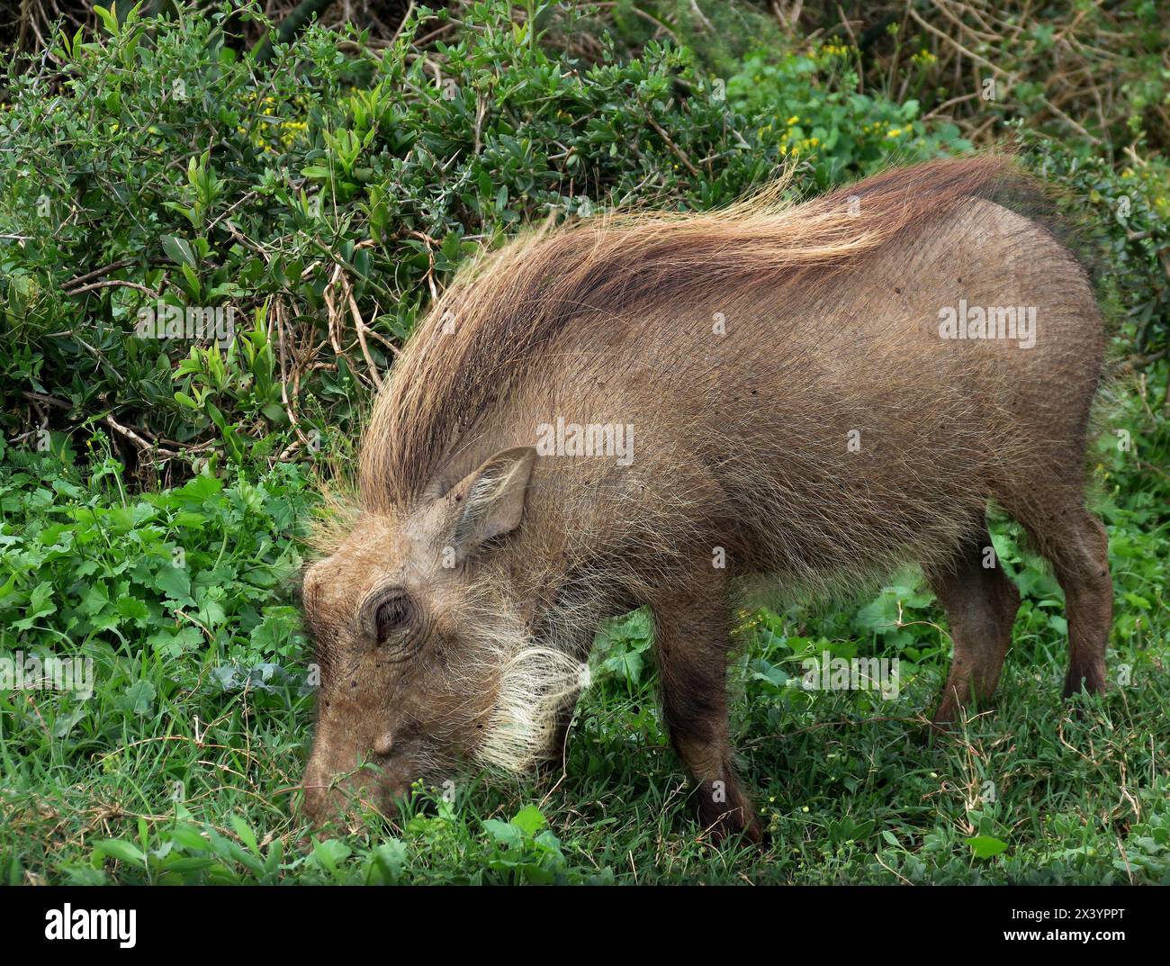 Bush Pig dell'Africa meridionale Foto Stock