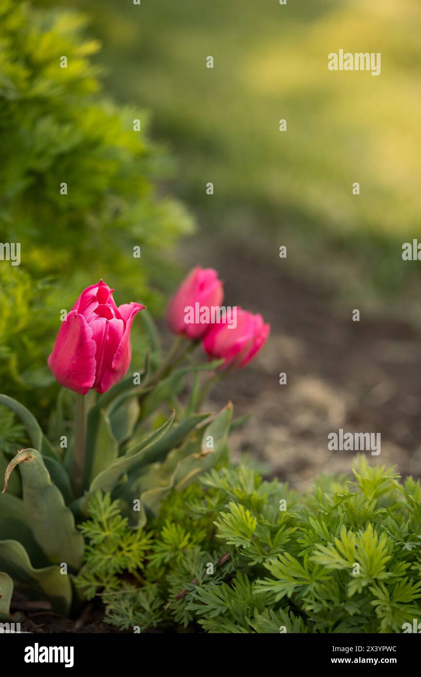 Gruppo di tulipani rosa luminosi circondati da lussureggianti foglie Foto Stock