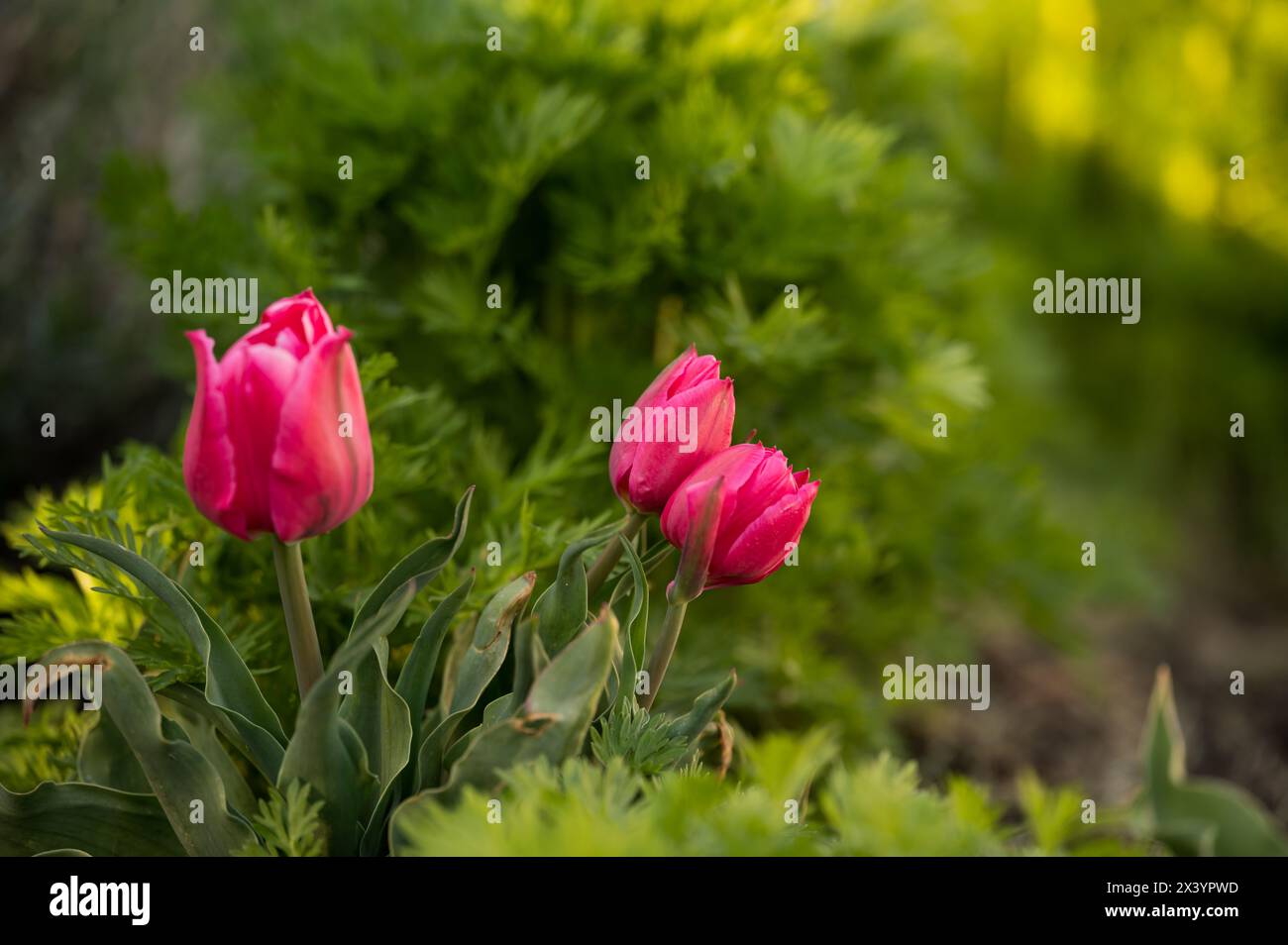 Tulipani rosa luminosi con sfondo verde lussureggiante Foto Stock