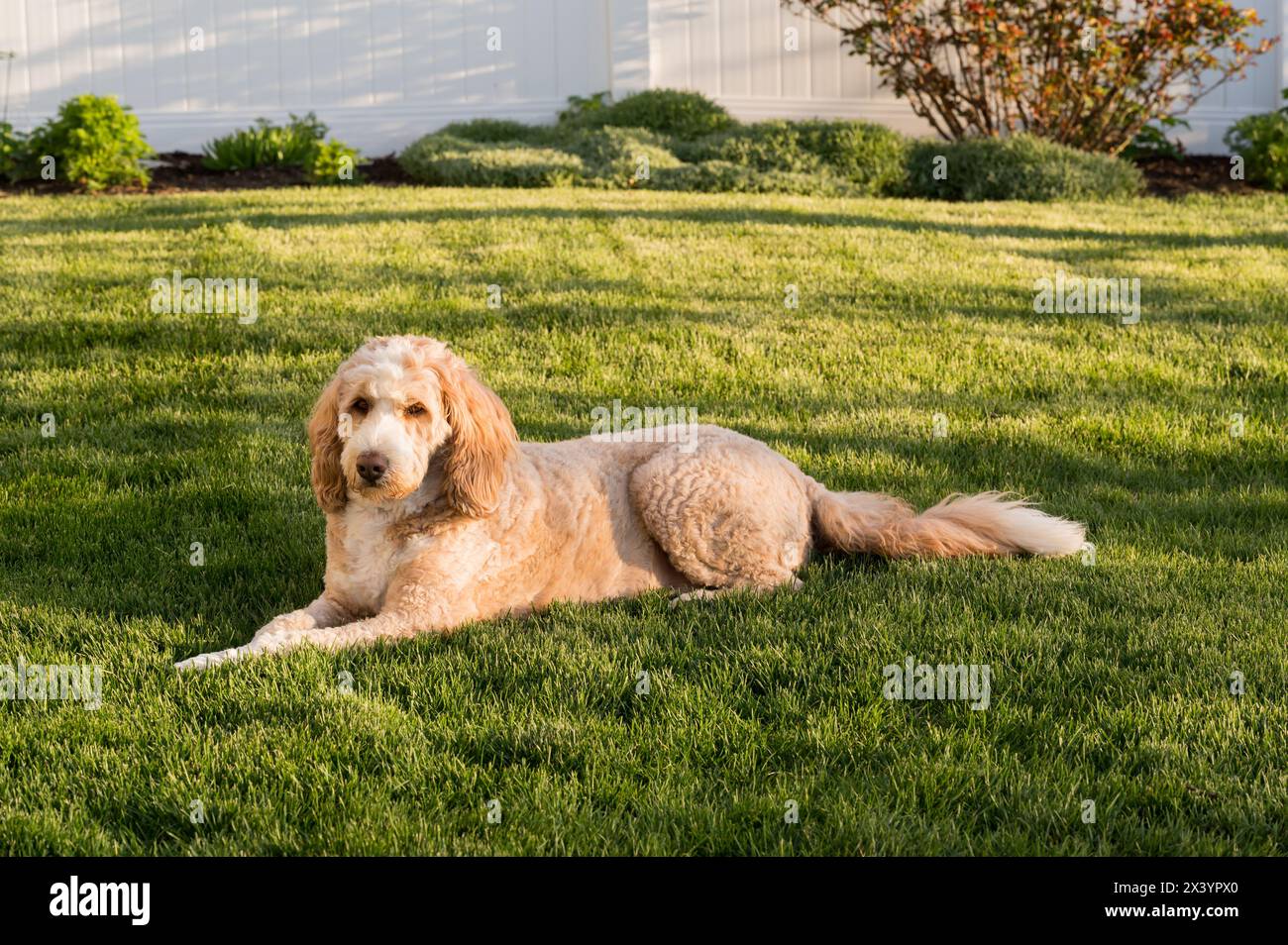 Soffice cane Bernedoodle che giace nell'erba Foto Stock