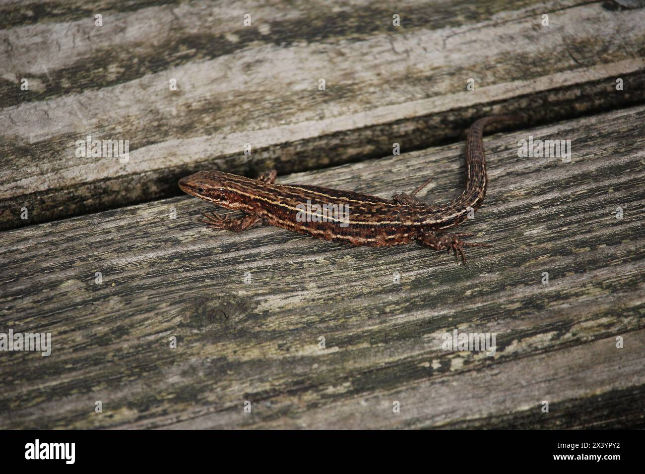 Femmina di Viviparous Lizard (Zootoca vivipara) su una struttura in legno in una palude nel nord-ovest della Germania Foto Stock