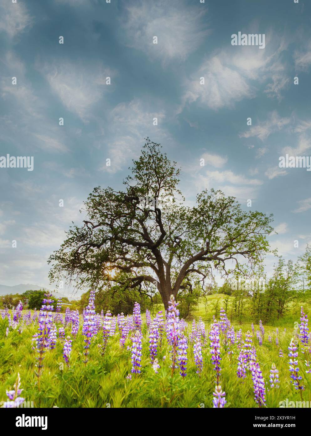 I lupini fioriscono sotto una quercia, mille querce, CA. Foto Stock