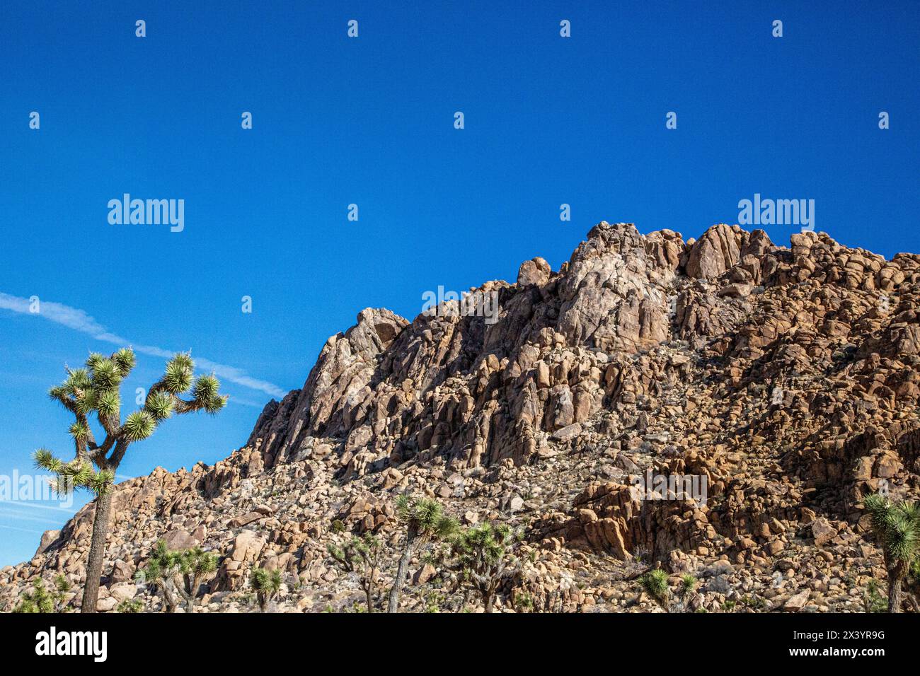 Joshua Tree si erge davanti a uno sfondo roccioso montuoso Foto Stock