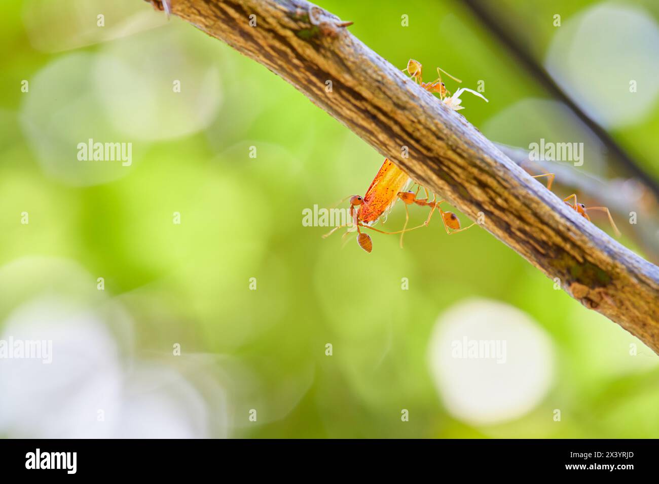 Primo piano di formiche tessitrici che trasportano cibo sul ramo dell'albero Foto Stock