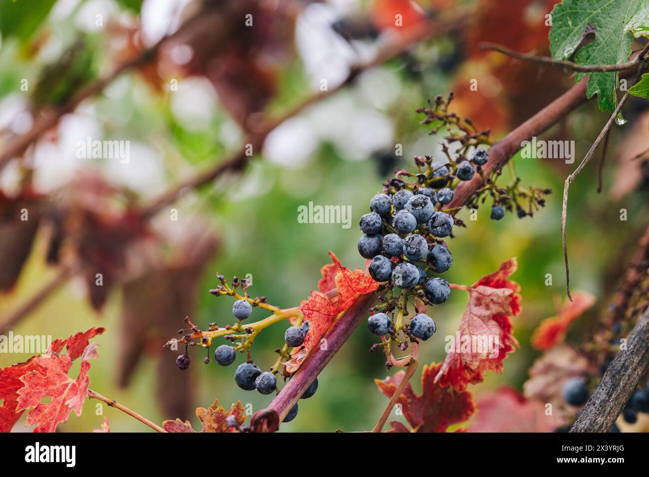 Vista ravvicinata dell'uva rossa matura sulla vite in autunno Foto Stock