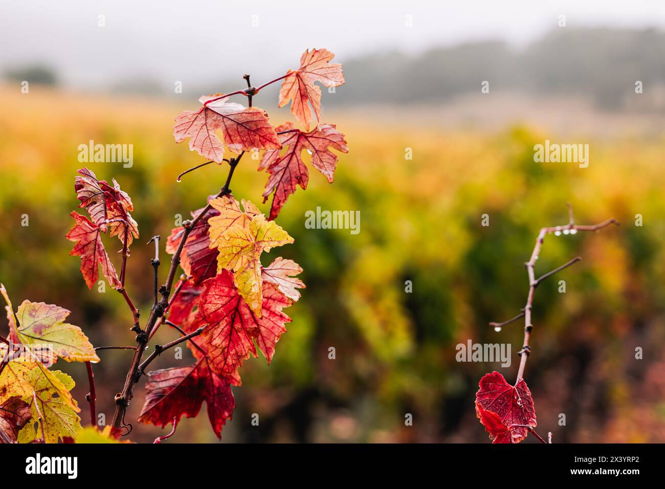 Primo piano di foglie di uva rossa in autunno Foto Stock