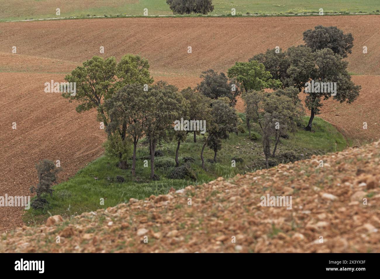 Il leccio (Quercus ilex) la corteccia è liscia e verde grigio sui gambi; si scurisce man mano che crescono e, intorno ai 15 o 20 anni, si incrinano in un Foto Stock