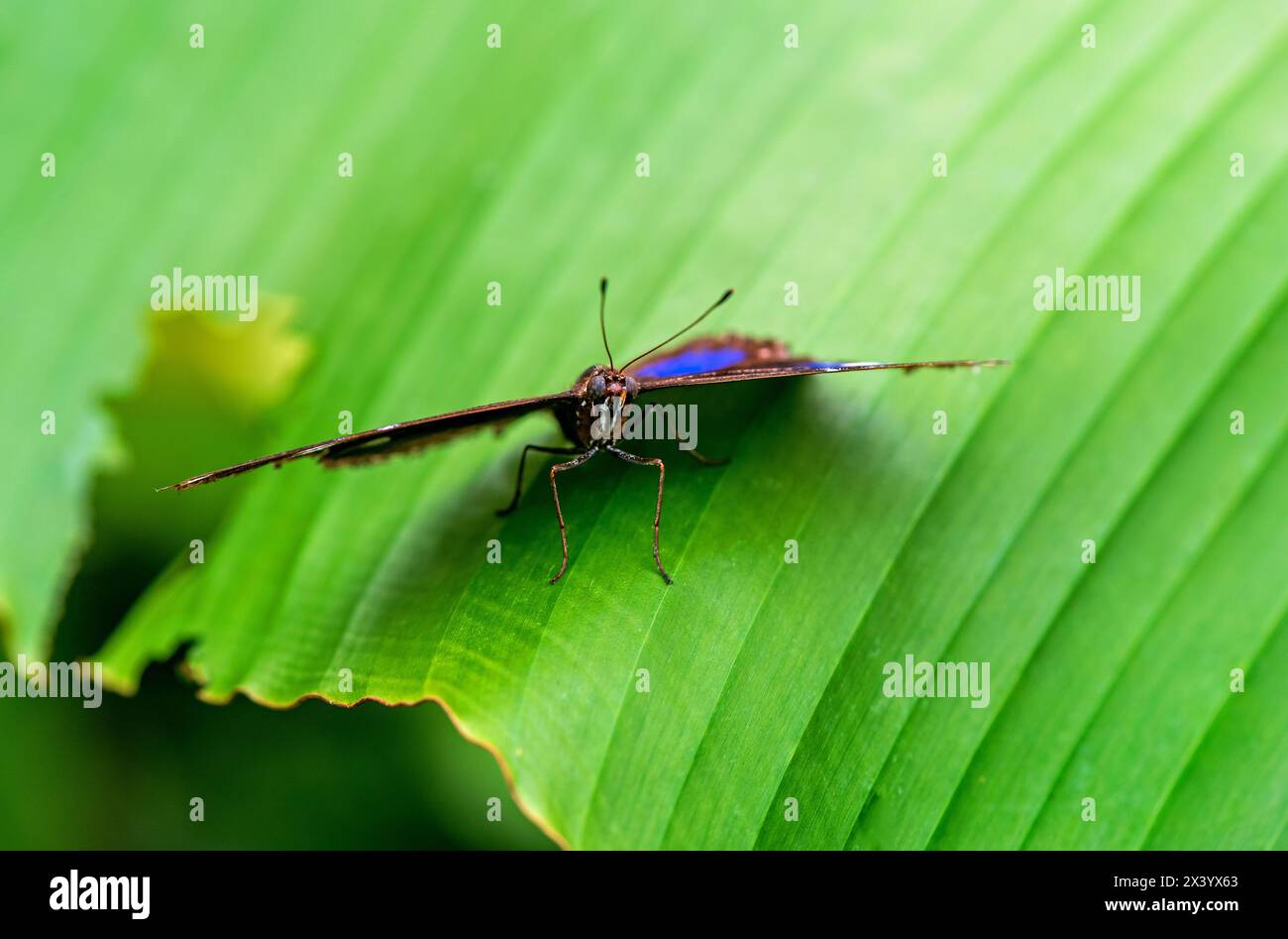 La farfalla Danaid eggfly maschio sulla foglia verde da vicino , con puntini bianchi e blu sulle ali Foto Stock