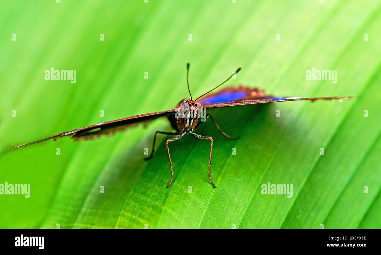La farfalla Danaid eggfly maschio sulla foglia verde da vicino , con puntini bianchi e blu sulle ali Foto Stock