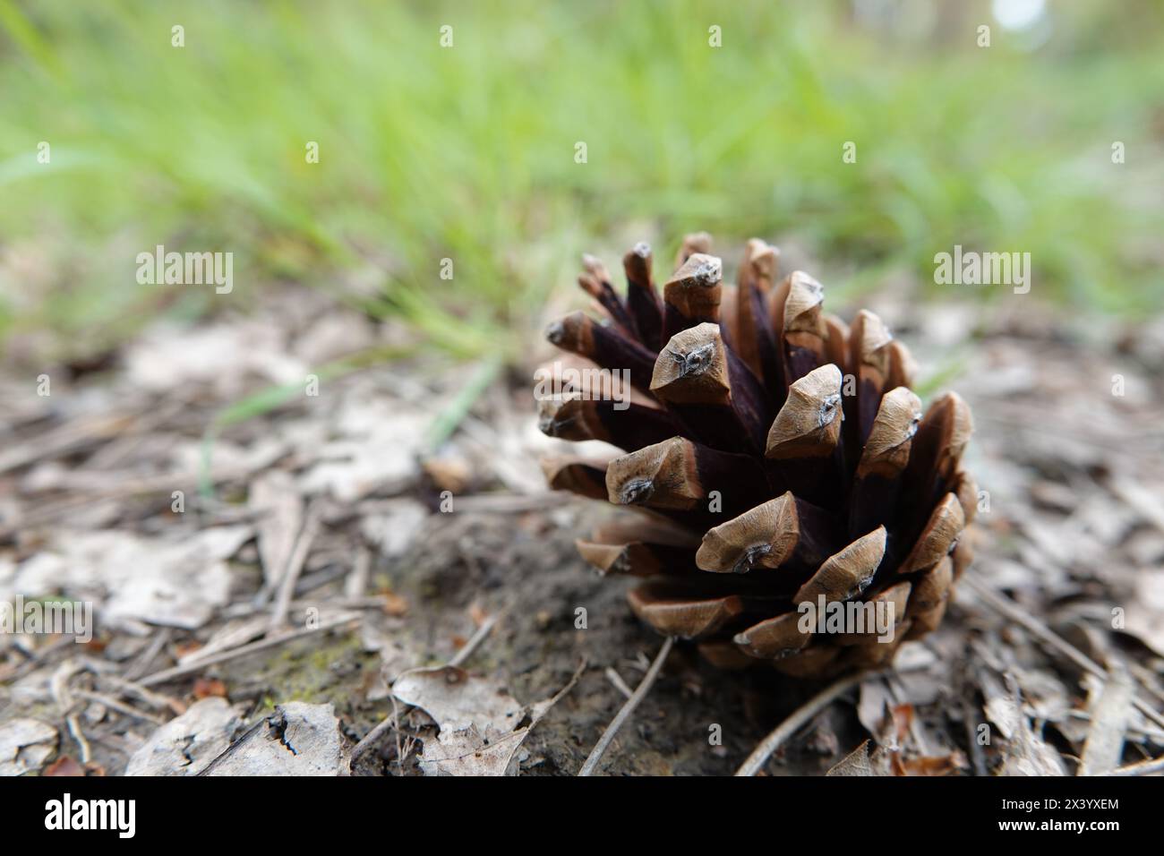 Pinecone aperto sul piano forestale Foto Stock