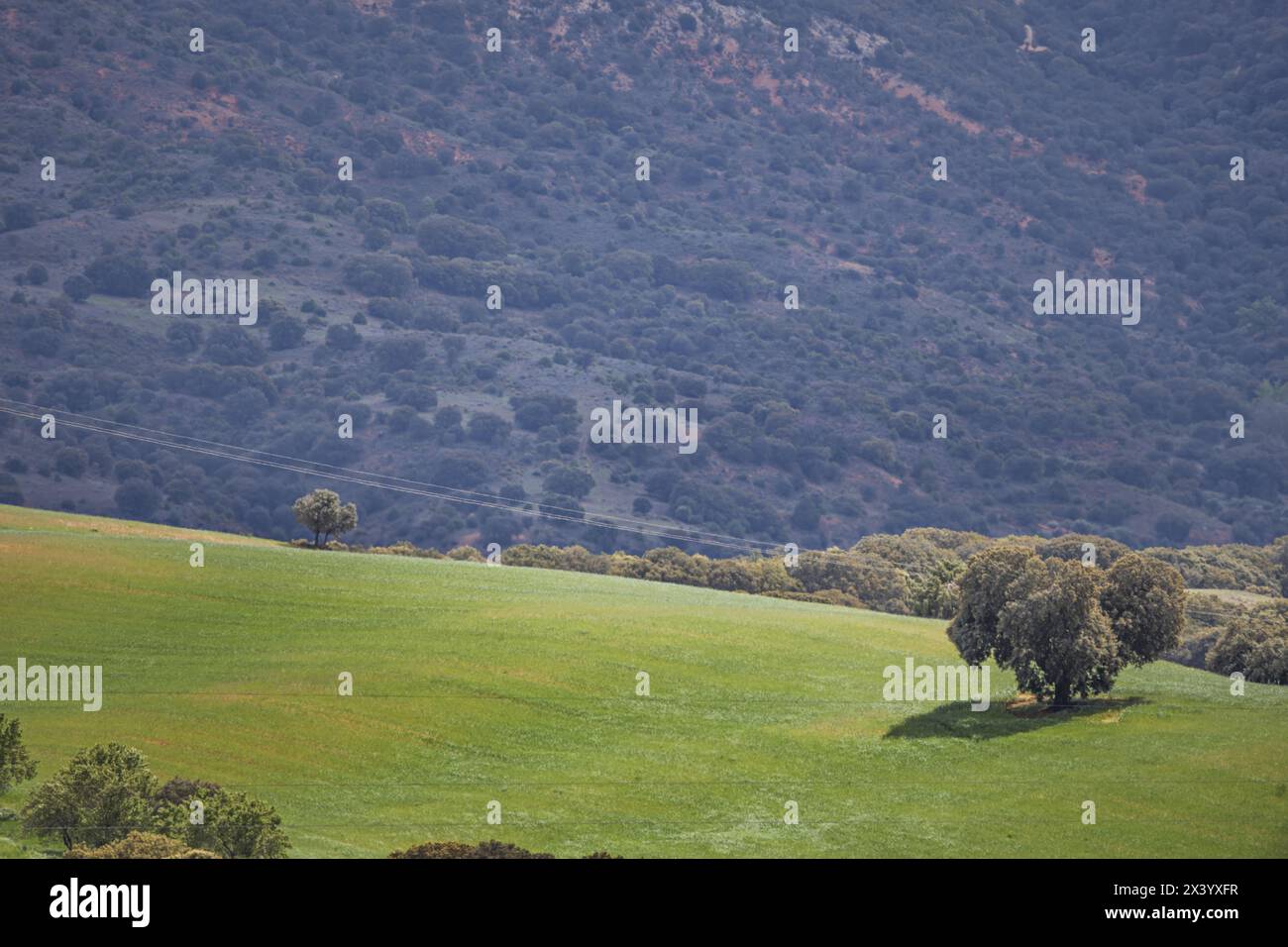 Un paesaggio di campagna con alberi bassi solitari, linee elettriche e prati a riposo Foto Stock