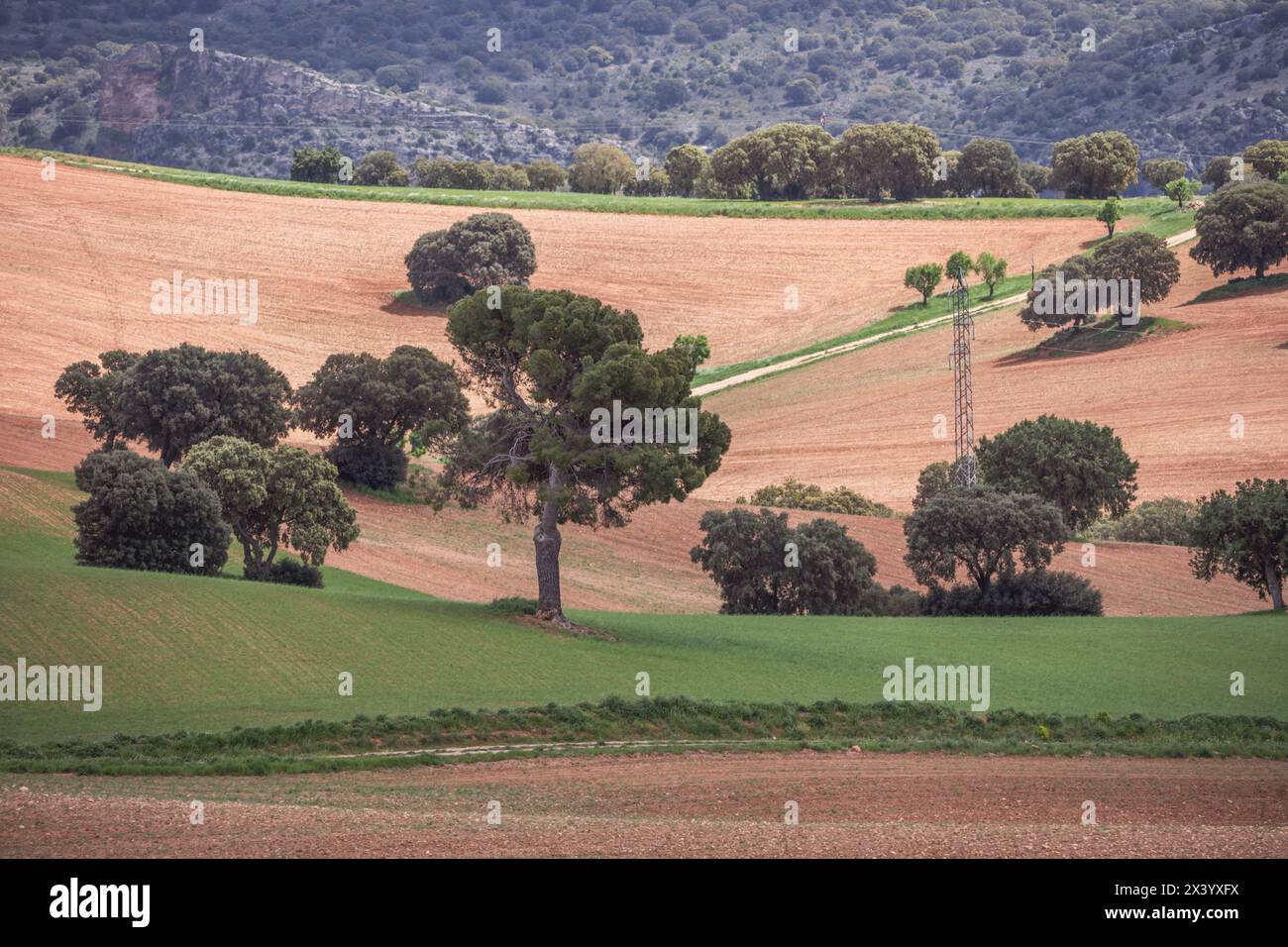 Un paesaggio di campagna con alberi bassi e solitari, linee elettriche e prati a riposo tra appezzamenti arati Foto Stock