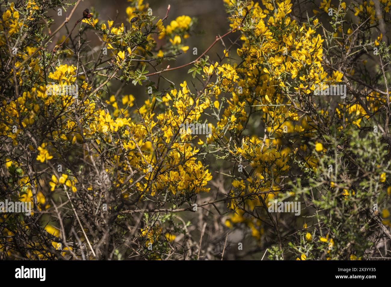 Sfondo naturale floreale giallo verdastro di ulex europaeus noto come cespuglio di gorse con piccoli fiori gialli luminosi Foto Stock