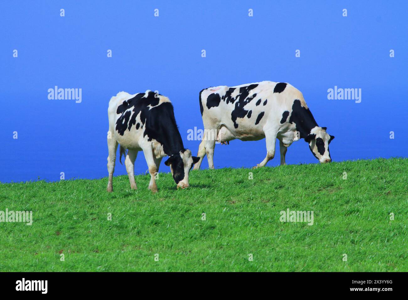 Isola di Sao Miguel, Azzorre, Portogallo. Mucca Foto Stock