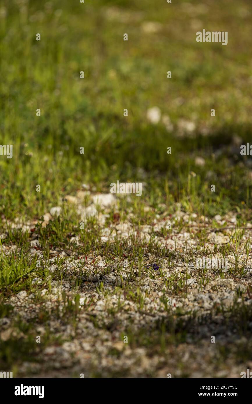 L'erba germoglia su un terreno con ghiaia bianca Foto Stock