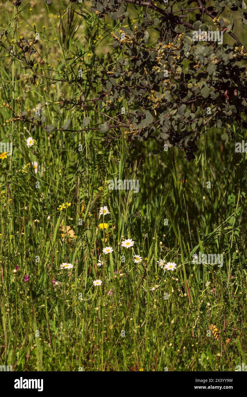 Campo di fiori di camomilla Una splendida scena naturale con fiori medicinali fioriti sfondo estivo Foto Stock
