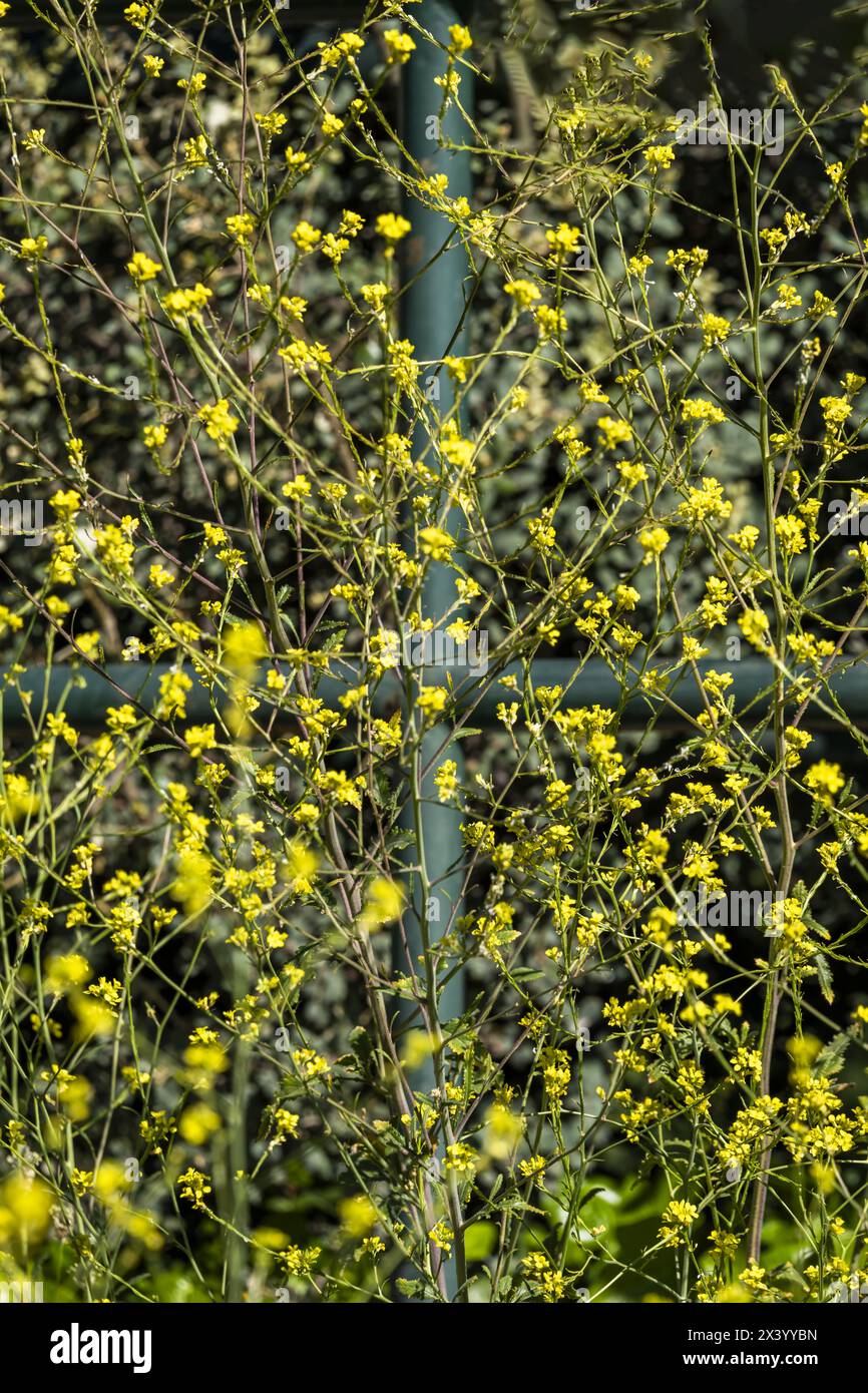 Il ravanello giallo (Hirschfeldia incana) è una specie di pianta appartenente alla famiglia delle Brassicaceae Foto Stock