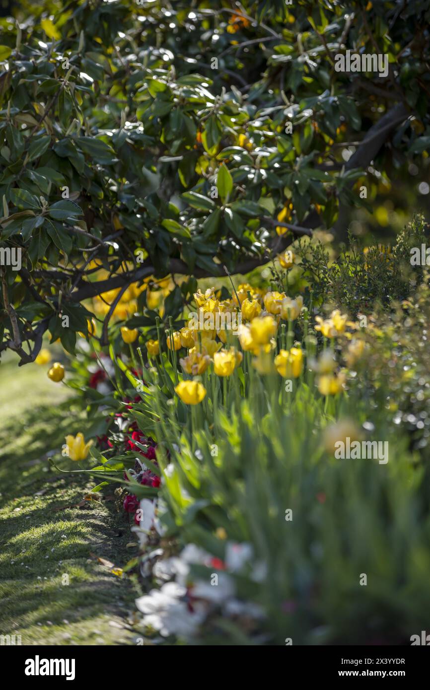 Tulipani sono piante erbacee e bulbose. I bulbi sono troncati basalmente e allungati verso l'apice, coperti da una tunica solitamente pelosa sul Foto Stock