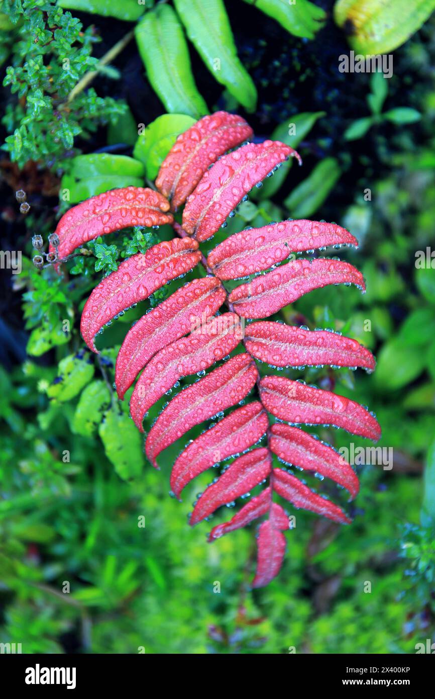Francia, Guadalupa. La Soufriere Foto Stock
