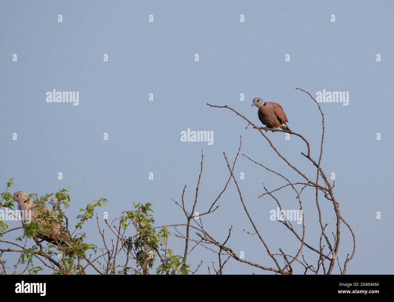 Una colomba dal colletto rosso arroccata su alti rami all'interno del tal Chappar Blackbuck Sanctuary nel Rajasthan durante un safari naturalistico Foto Stock