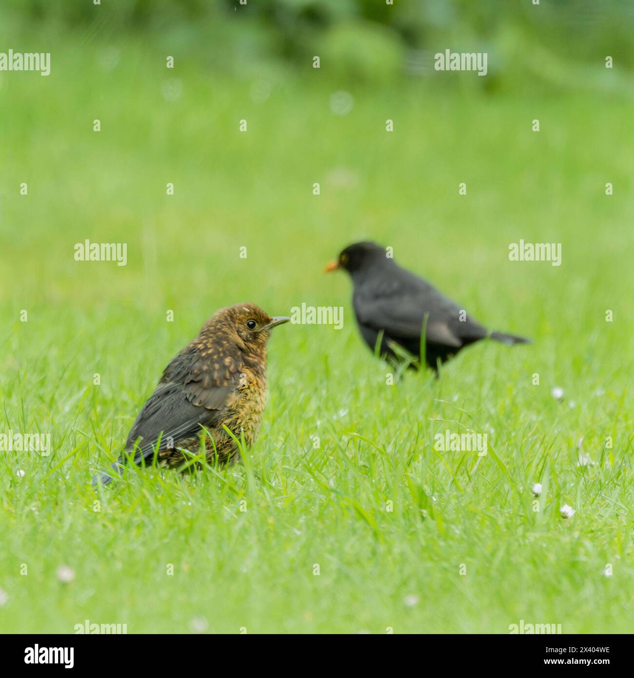 Il giovane Blackbird, nato in un giardino britannico con i genitori Foto Stock