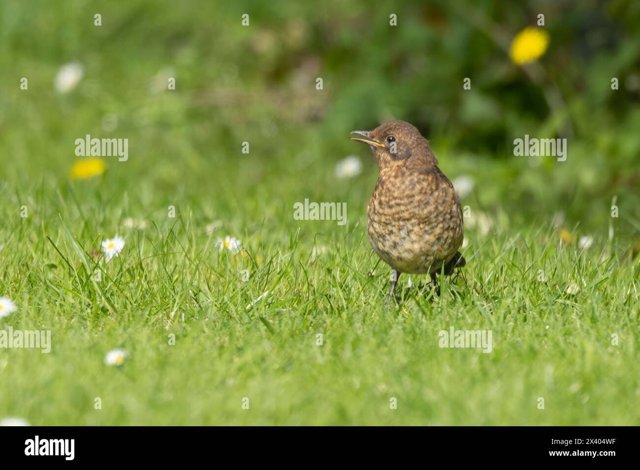 Il giovane Blackbird, nato in un giardino britannico con i genitori Foto Stock