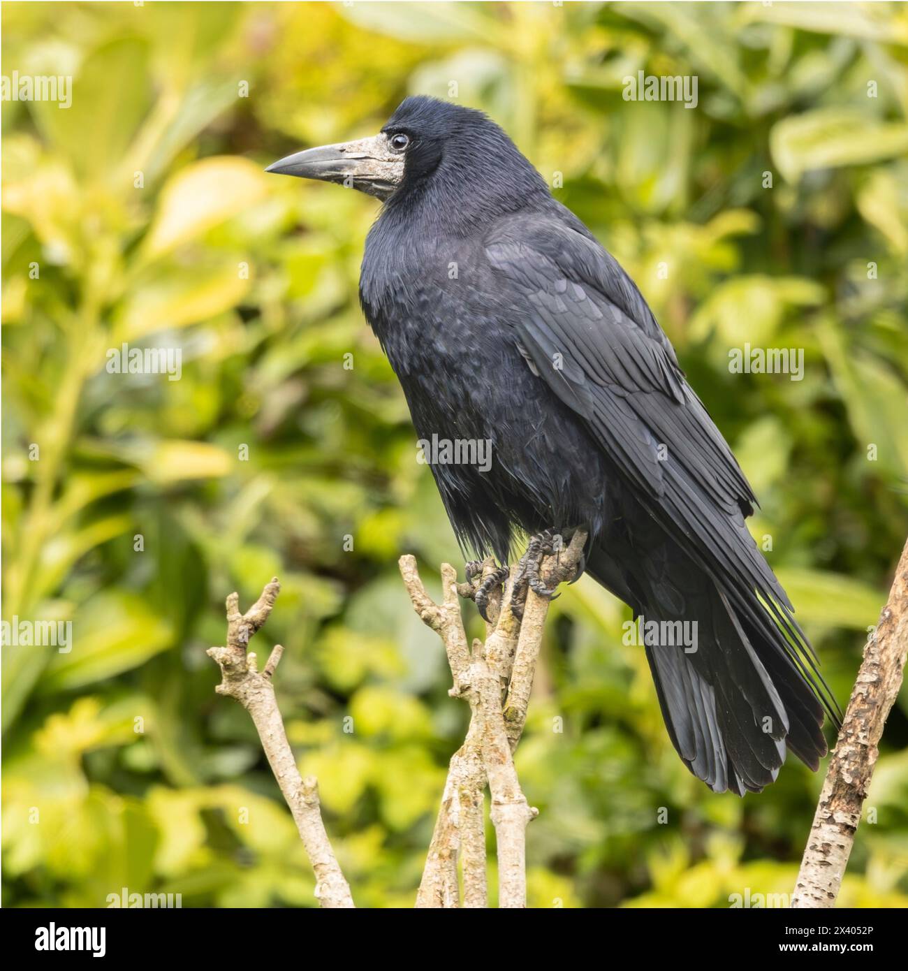 Rook, arroccato su un giardino britannico, Bedfordshire, Regno Unito Foto Stock