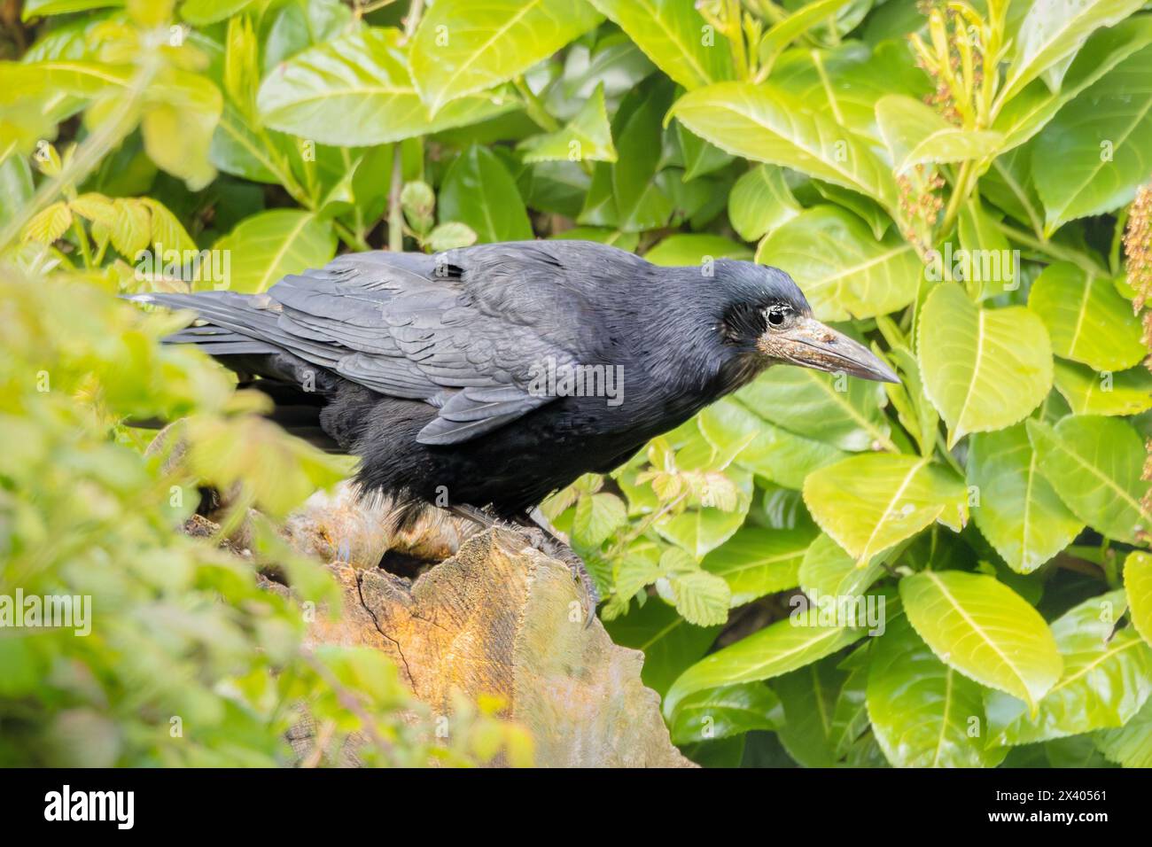 Rook, arroccato su un giardino britannico, Bedfordshire, Regno Unito Foto Stock