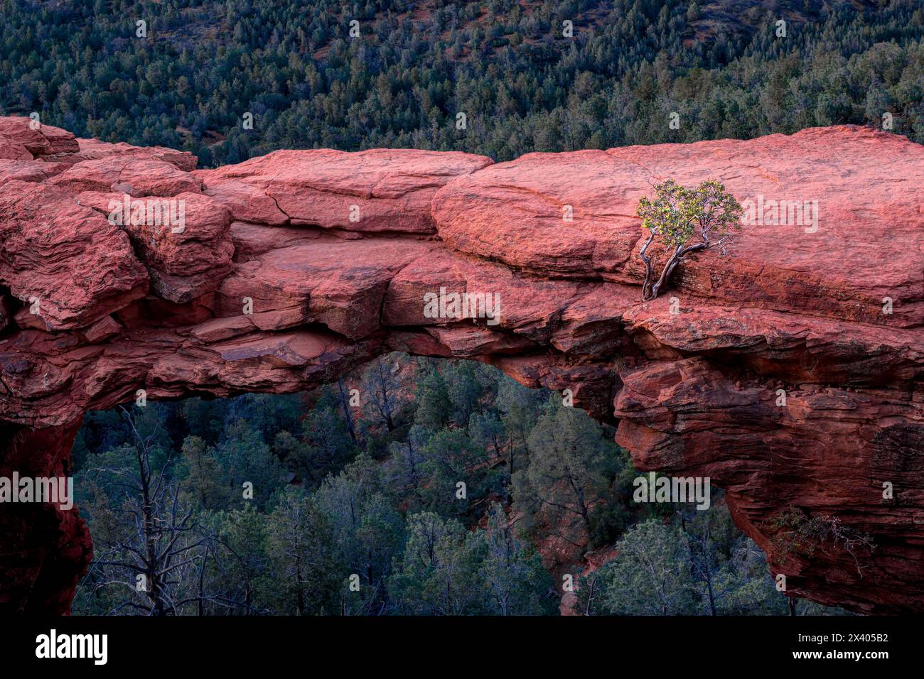 Albero Manzanita sul Ponte del Diavolo al tramonto. Sedona, Arizona, Stati Uniti Foto Stock