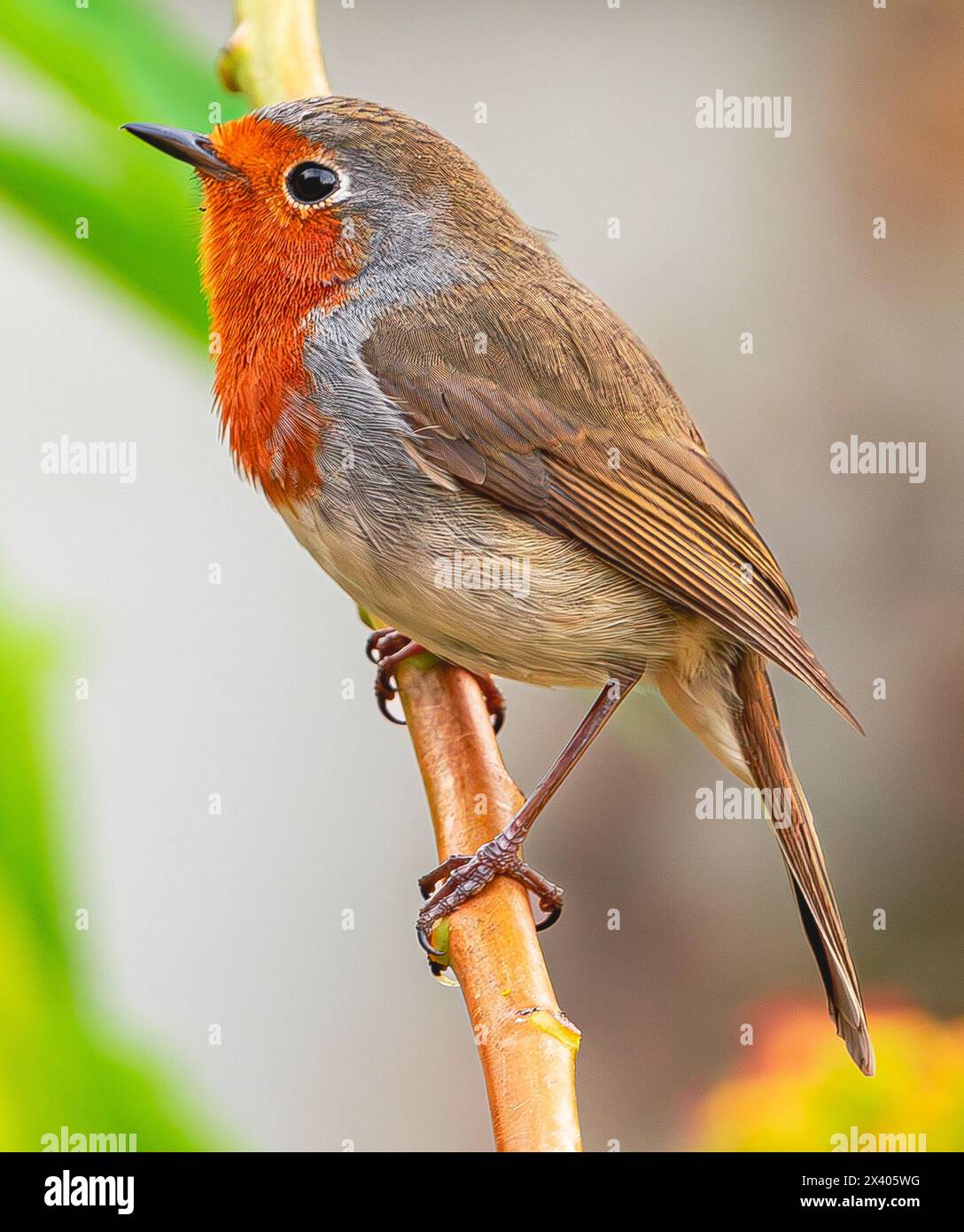 robin europeo, (erithacus rubecula superbus), che canta arroccato su un ramo con sfondo vegetativo, a Tenerife, nelle isole Canarie Foto Stock