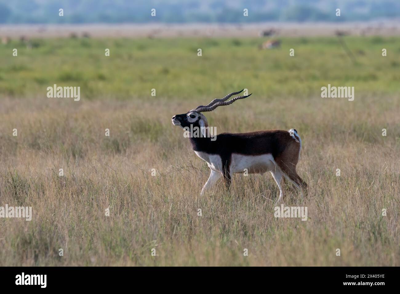 Un Blackbuck che pascolava nelle praterie all'interno del Blackbuck Sanctury a tal Chappar, Rajasthan, durante un safari naturalistico Foto Stock