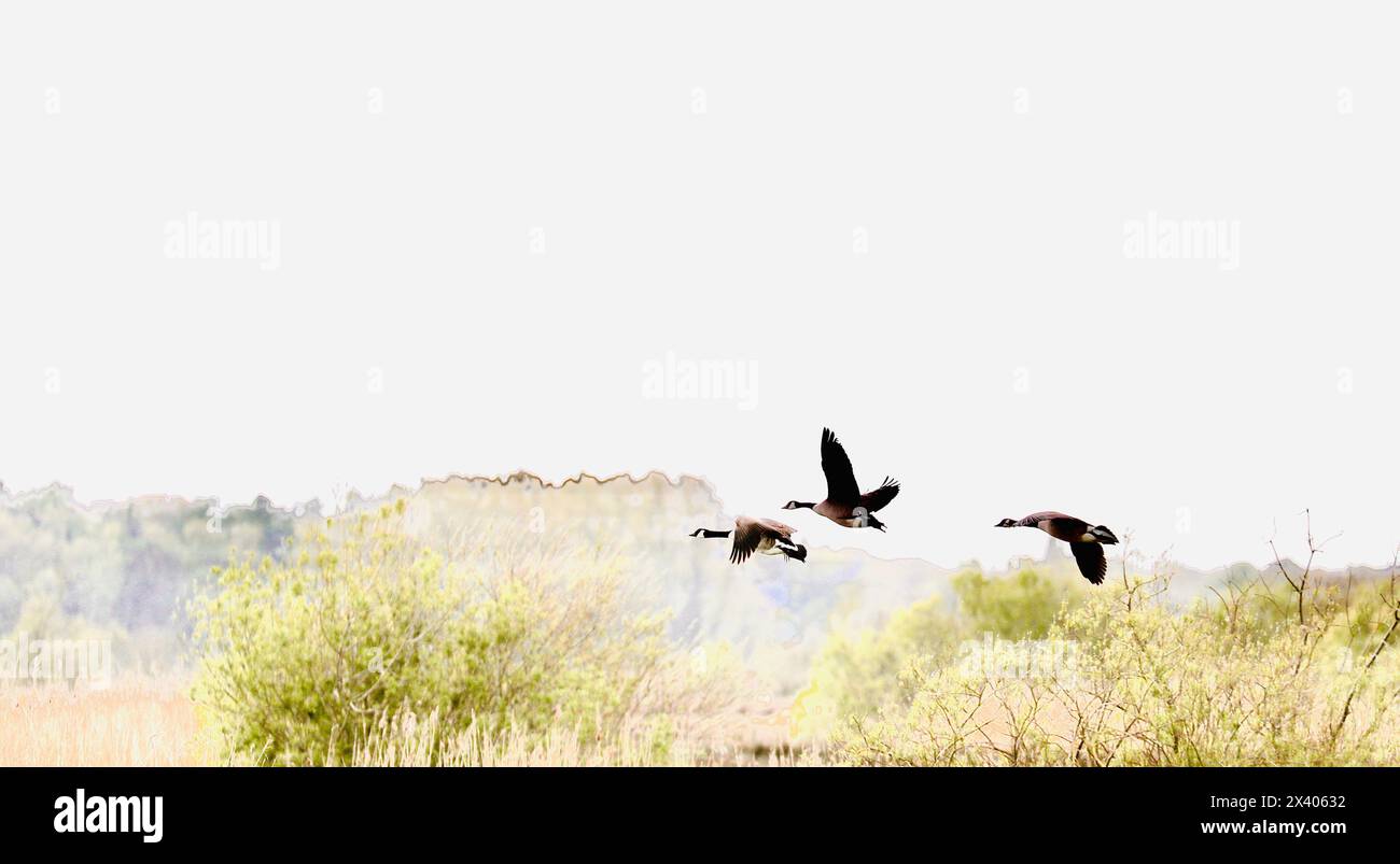 Oche del Canada (Branta canadensis) Foto Stock