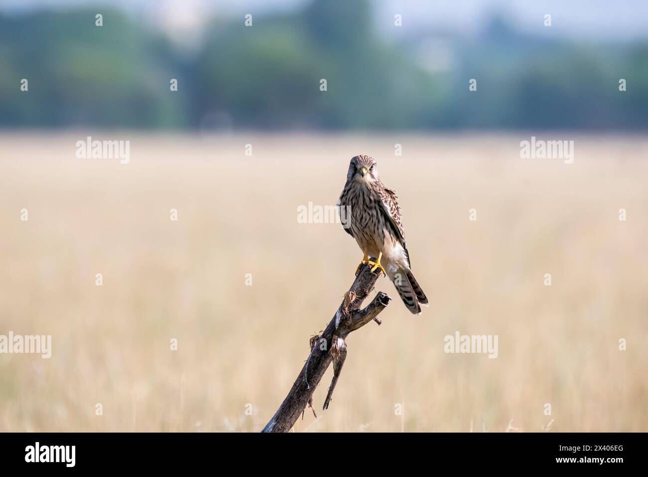 Un gheppio comune seduto sulla cima di un albero con lo sfondo di praterie all'interno di tal Chappar, Rajasthan, durante un viaggio nella fauna selvatica all'interno del santuario Foto Stock