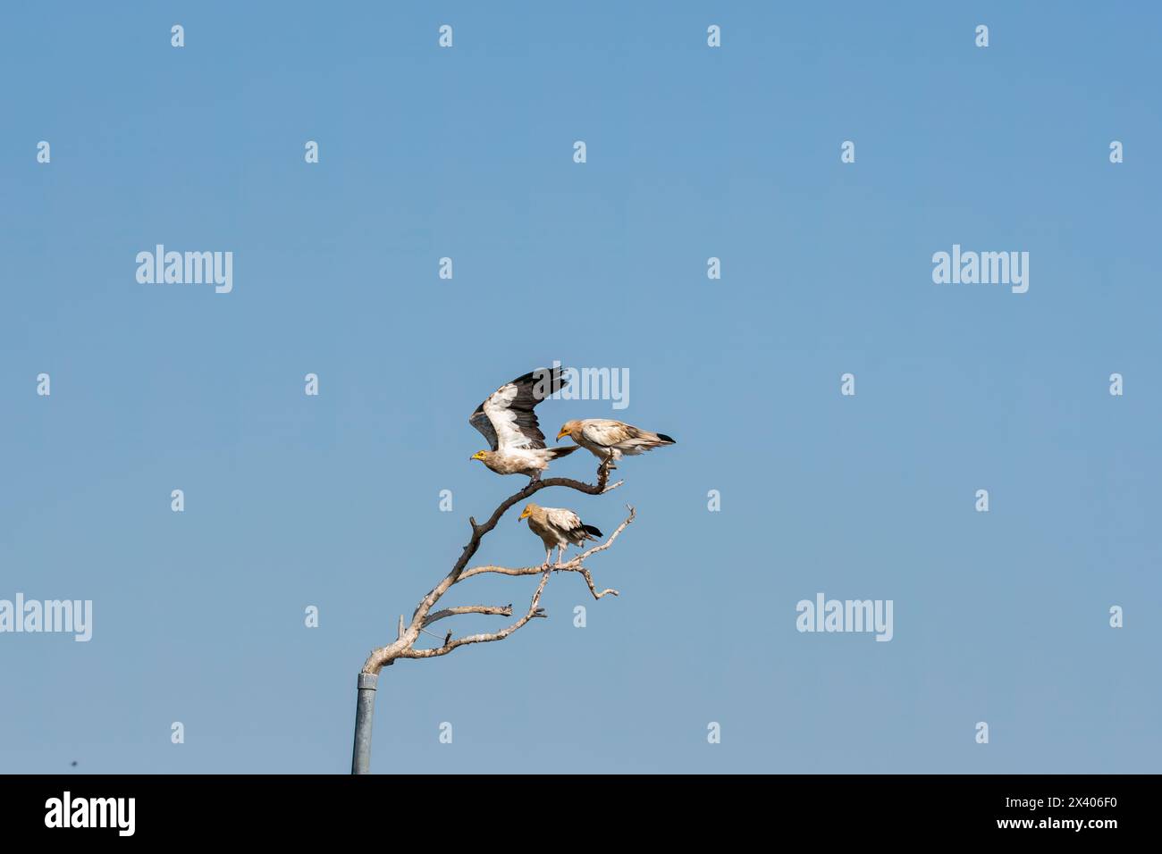 Gli avvoltoi egiziani arroccati sulla cima di un albero all'interno della Jorbeer Conservation Reserve, alla periferia di Bikaner, Rajasthan, durante un safari naturalistico Foto Stock