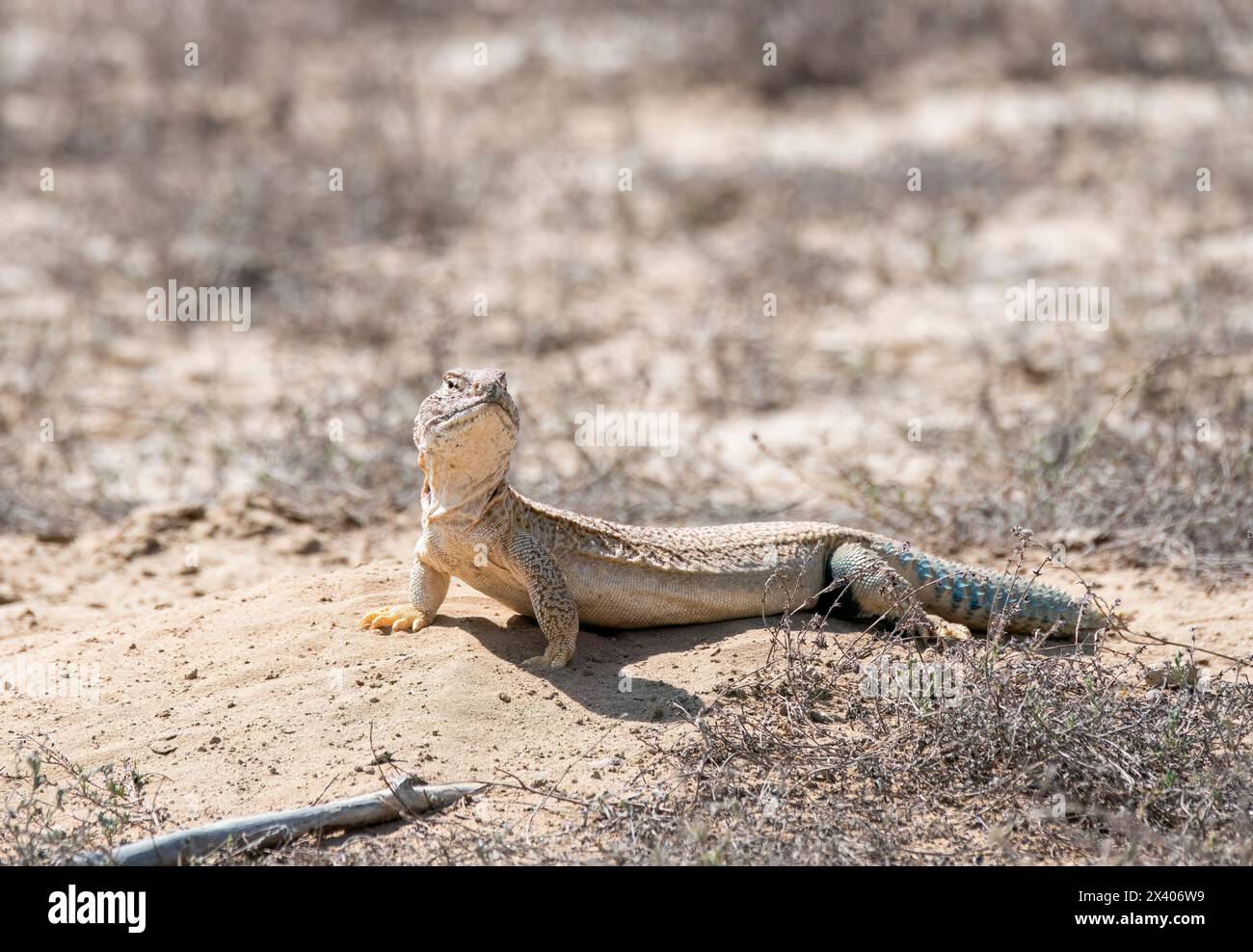 Le lucertole dalla coda spinosa appaiono sulla superficie solo durante i primi inverni e trascorre la maggior parte del suo tempo sottoterra alla periferia di Bikaner, Rajasthan durin Foto Stock