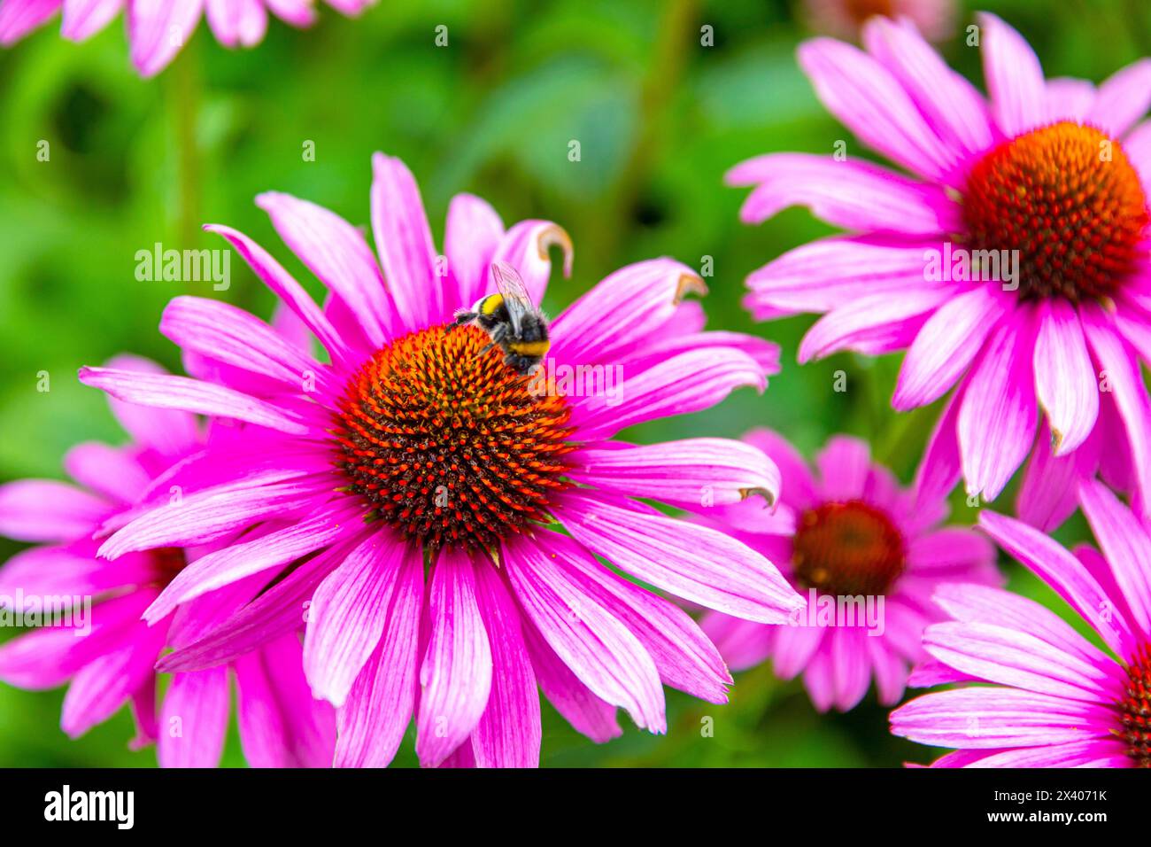 Bumblebee che sfoglia un fiore. Echinacea Foto Stock