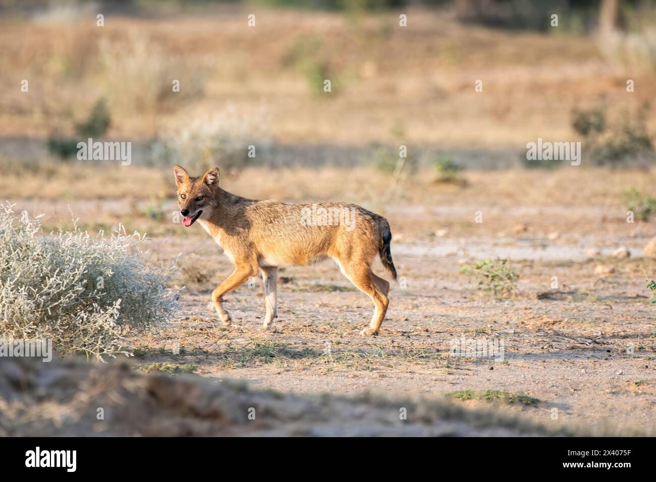 Uno sciacallo indiano che si aggira nel deserto alla periferia della città di Bikaner nel Rajasthan durante un viaggio di birdwatching nella zona Foto Stock