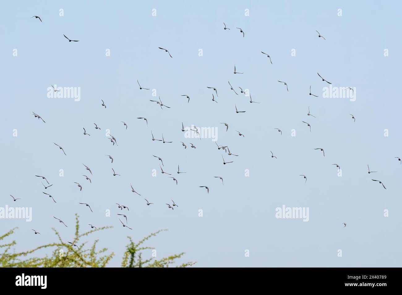 Un gregge di piccione roccioso e piccione dagli occhi gialli appollaiato sulla cima di un lampione nella periferia di Bikaner, Rajasthan, durante un viaggio di osservazione degli uccelli Foto Stock